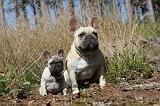 BOULEDOGUE FRANCAIS 328